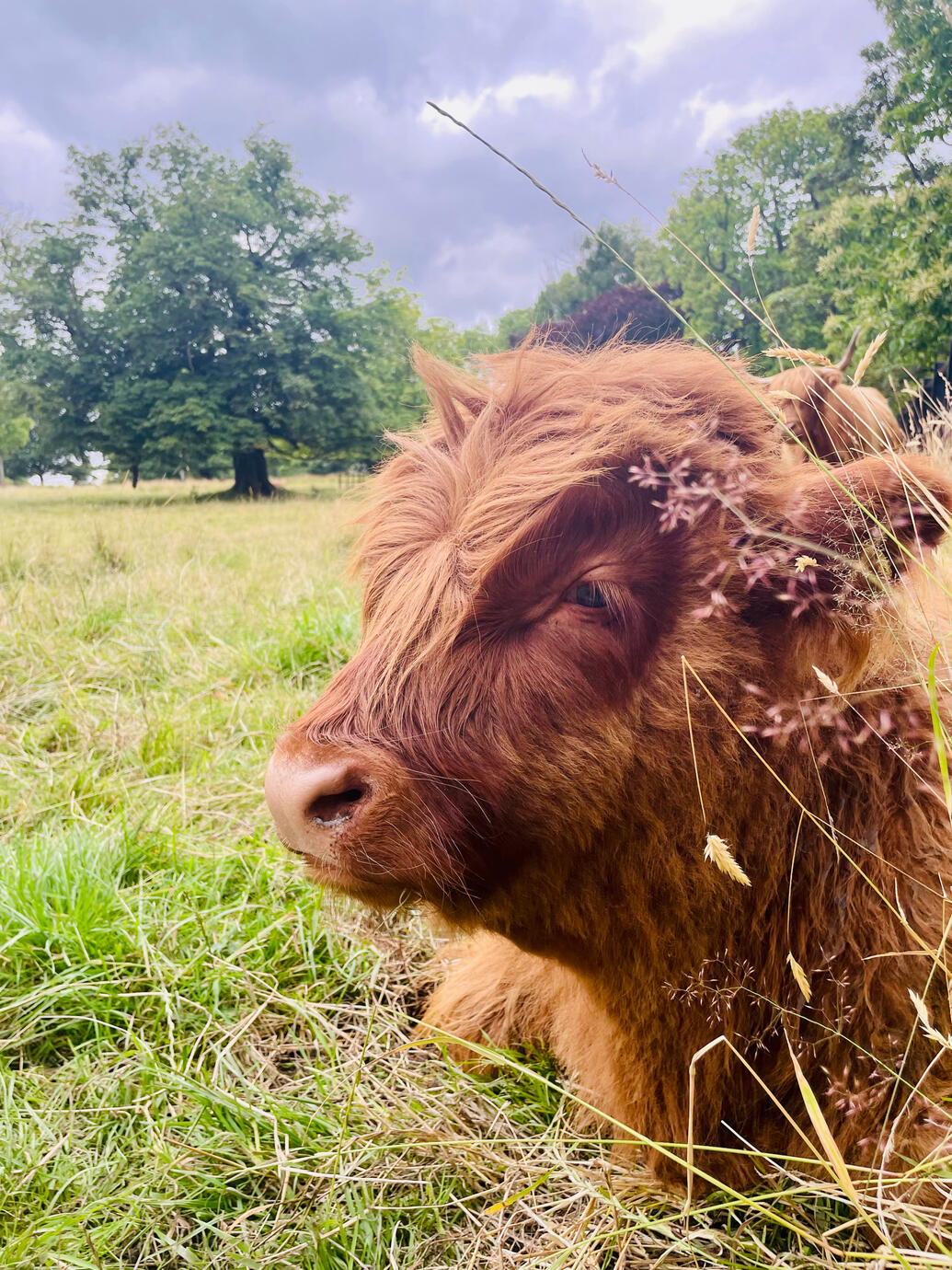 Highland Cow, Glaskow